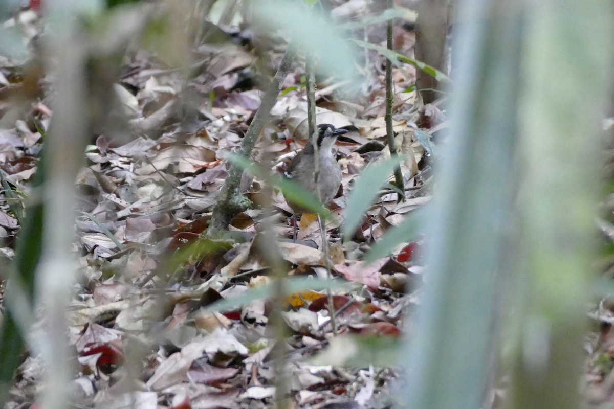 Papuan Scrub-Robin - ML22565041