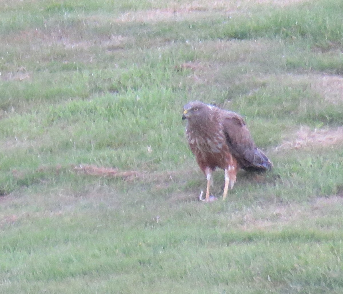 Swamp Harrier - Ian  Woodford