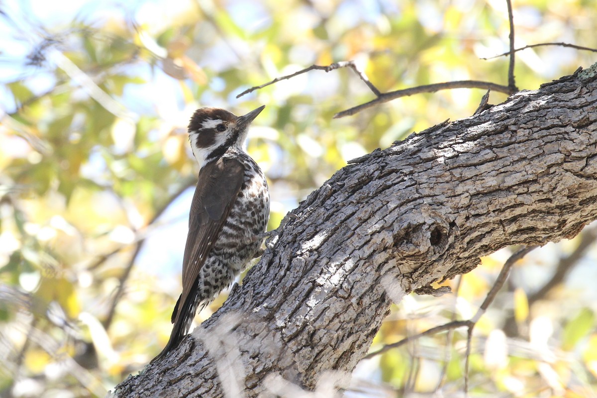 Arizona Woodpecker - ML225651681