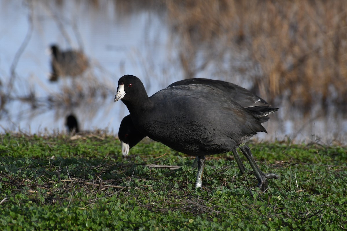 American Coot - Sabrina O