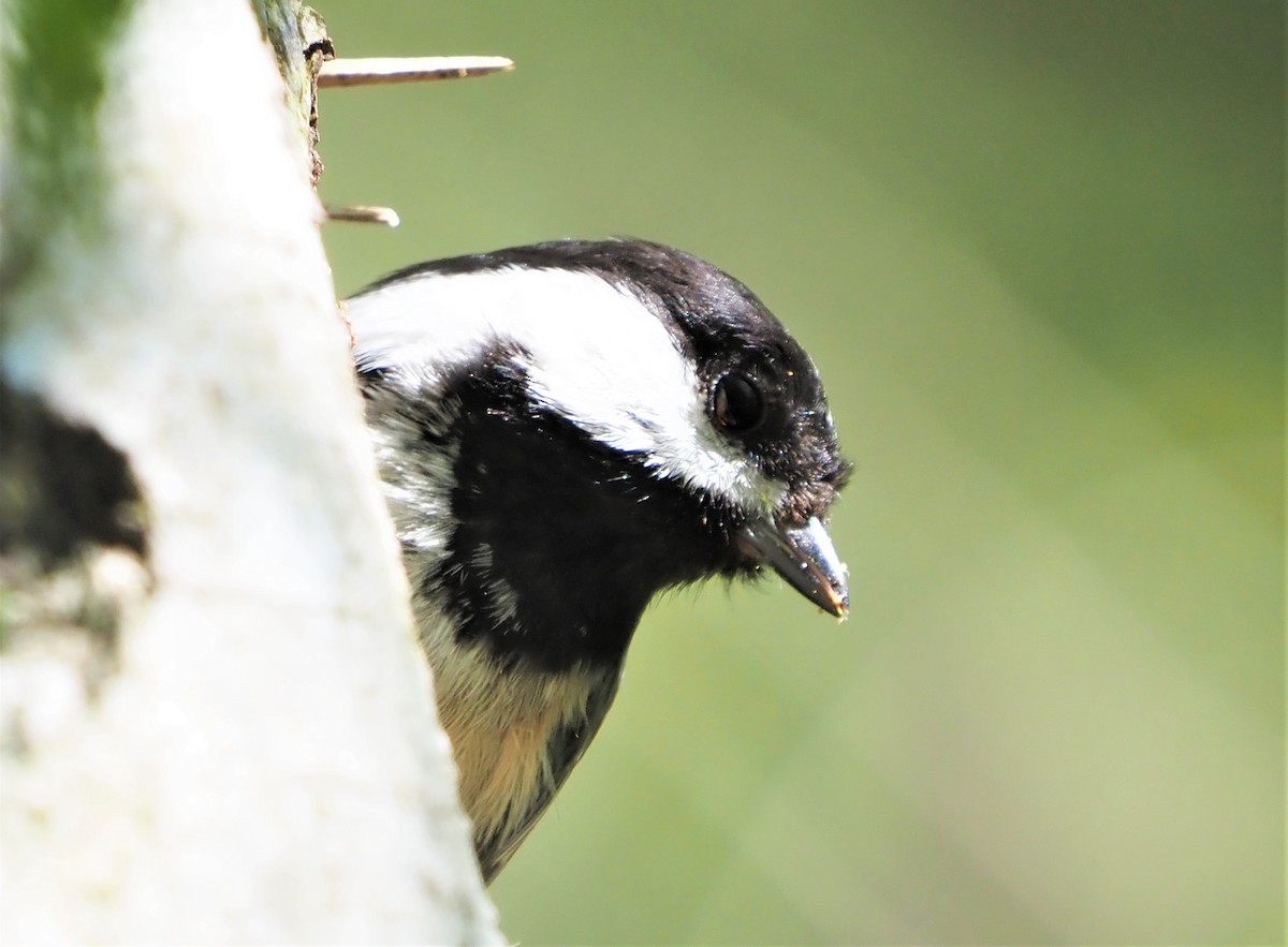 Black-capped Chickadee - ML225652991