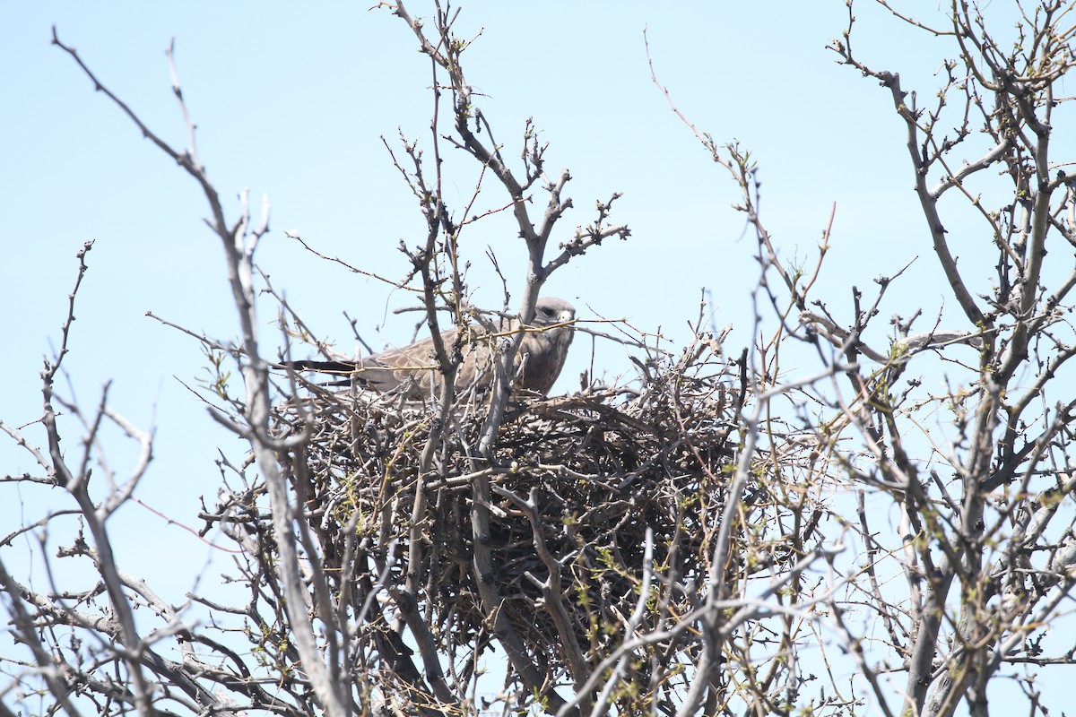 Swainson's Hawk - ML225654371