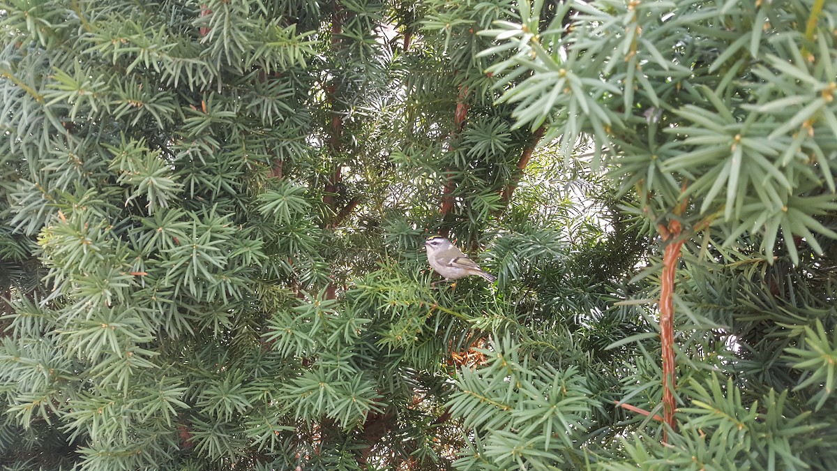 králíček zlatohlavý - ML225656921