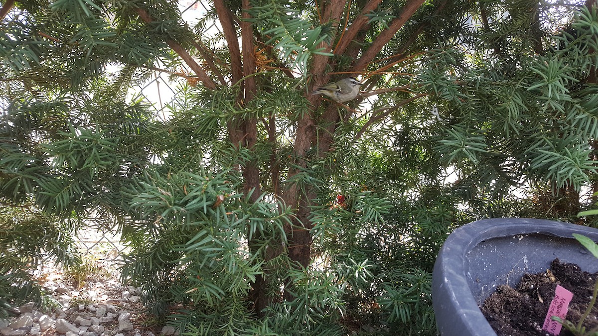 králíček zlatohlavý - ML225657661