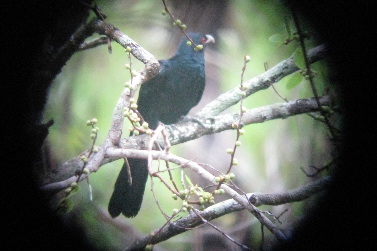 Pacific Koel (Australian) - Ann Haverstock