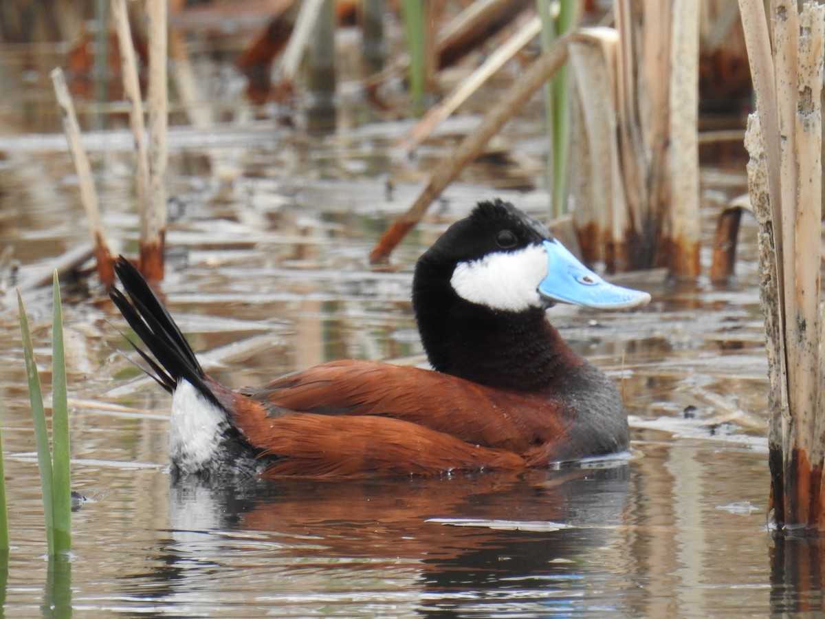 Ruddy Duck - ML225657761