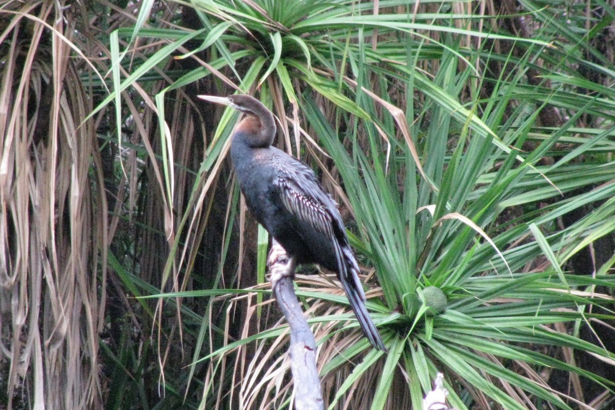 Anhinga Australiana - ML225658091