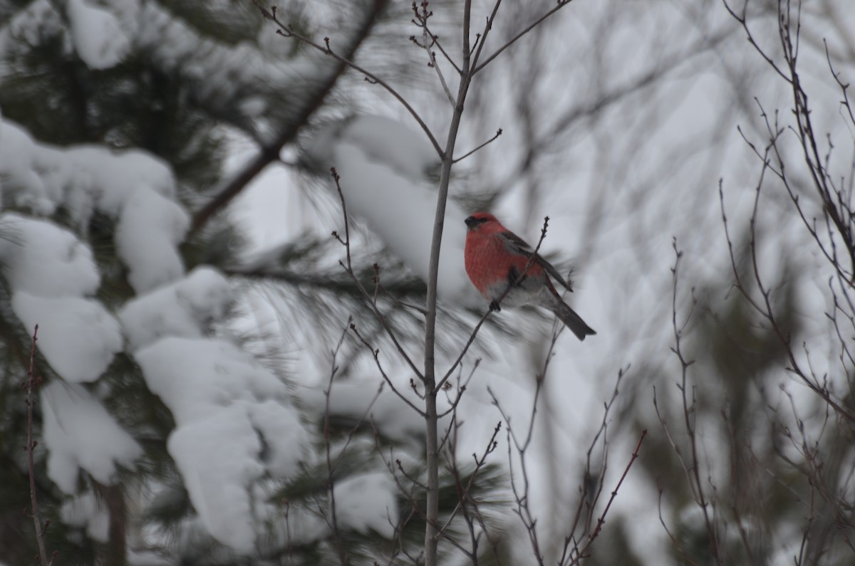 Pine Grosbeak - ML22565891