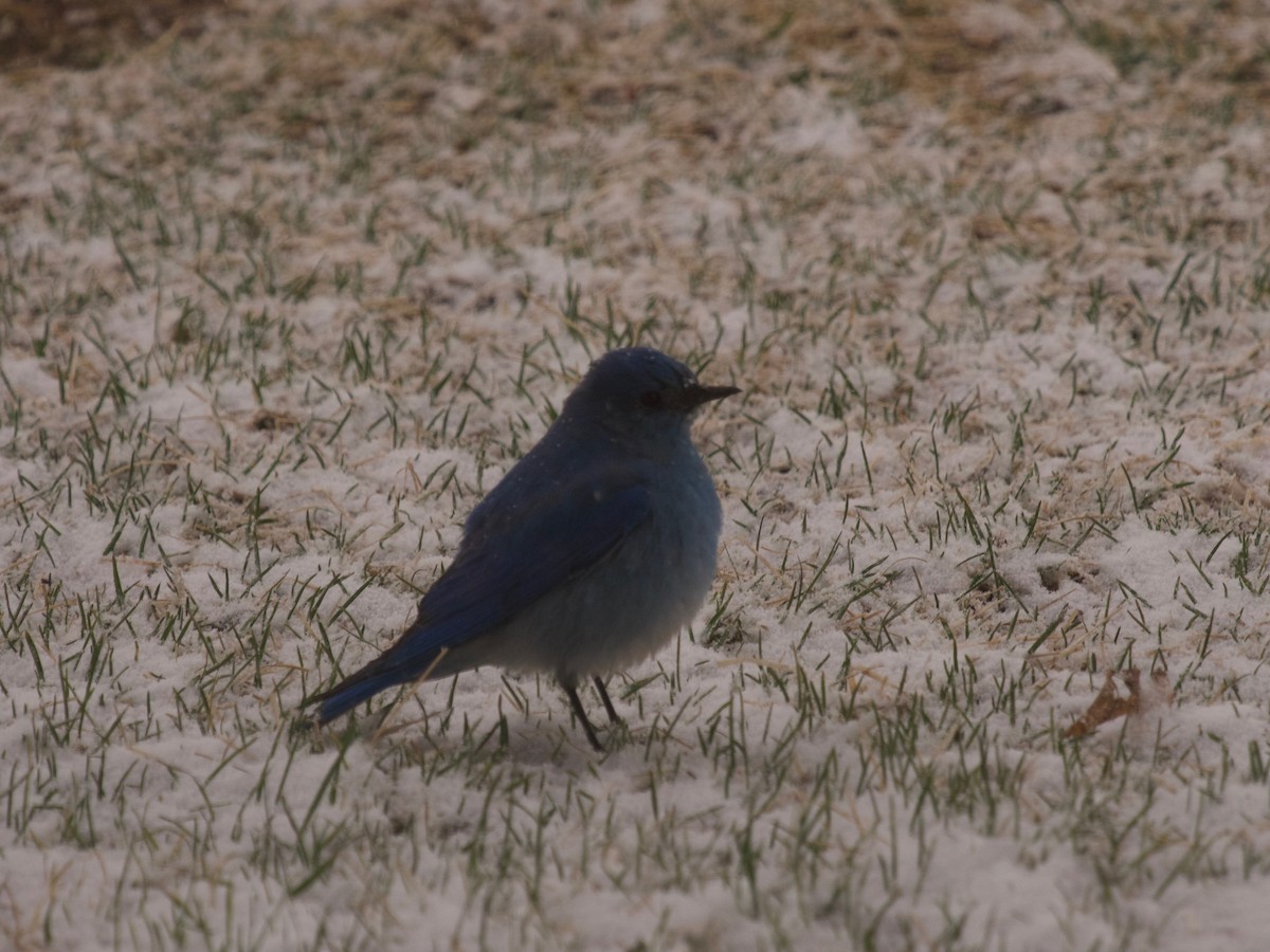 Mountain Bluebird - ML225658921