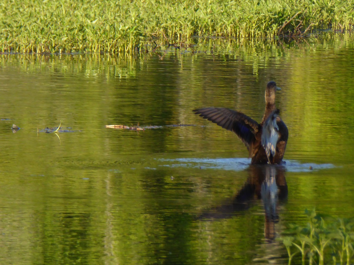 American Black Duck - ML225659471