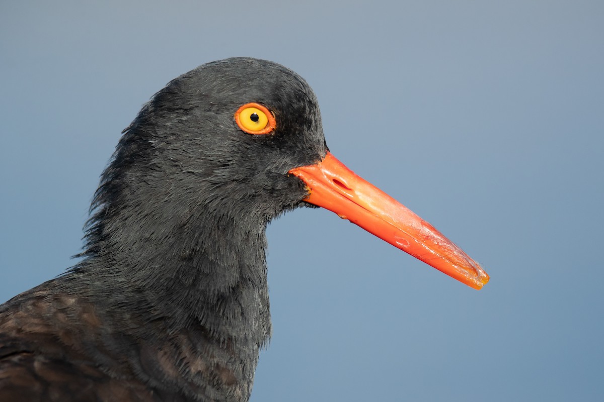 Black Oystercatcher - ML225659871