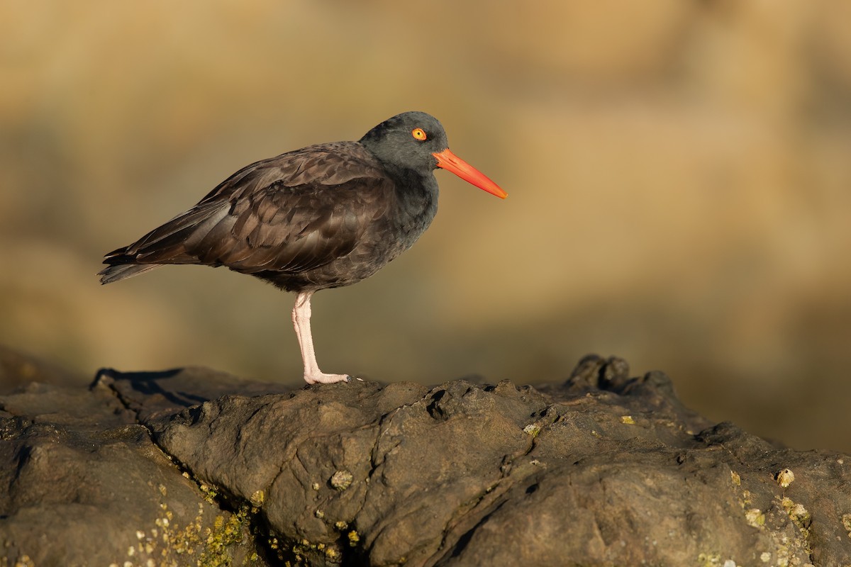 Black Oystercatcher - ML225659891