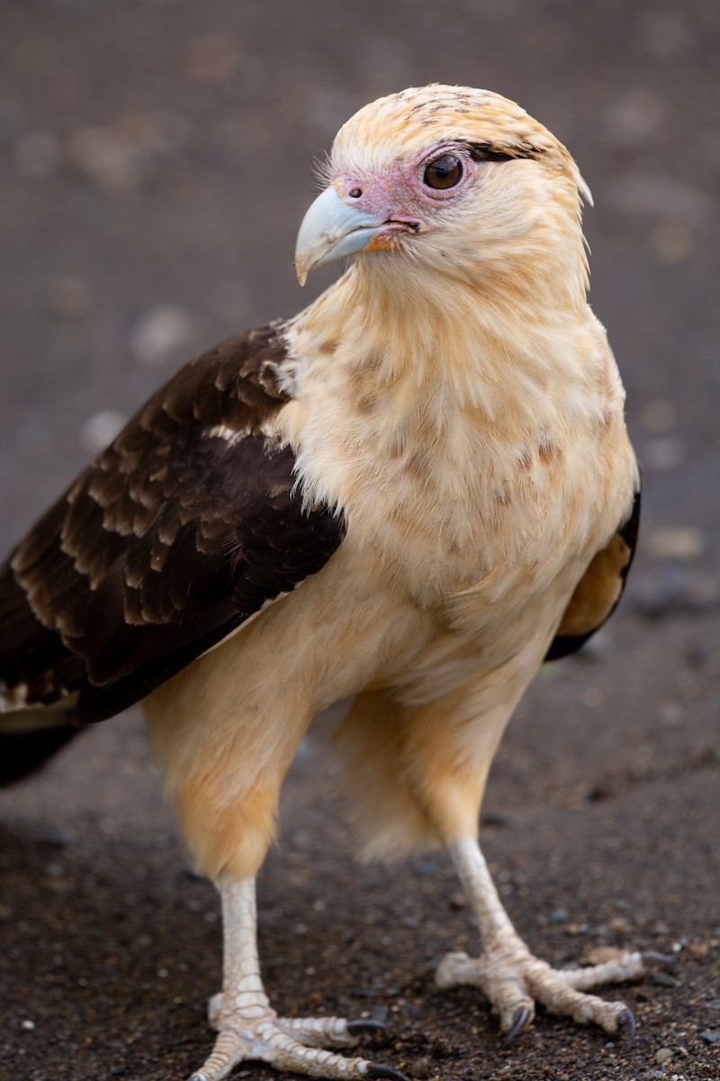 Yellow-headed Caracara - Joshua Brown