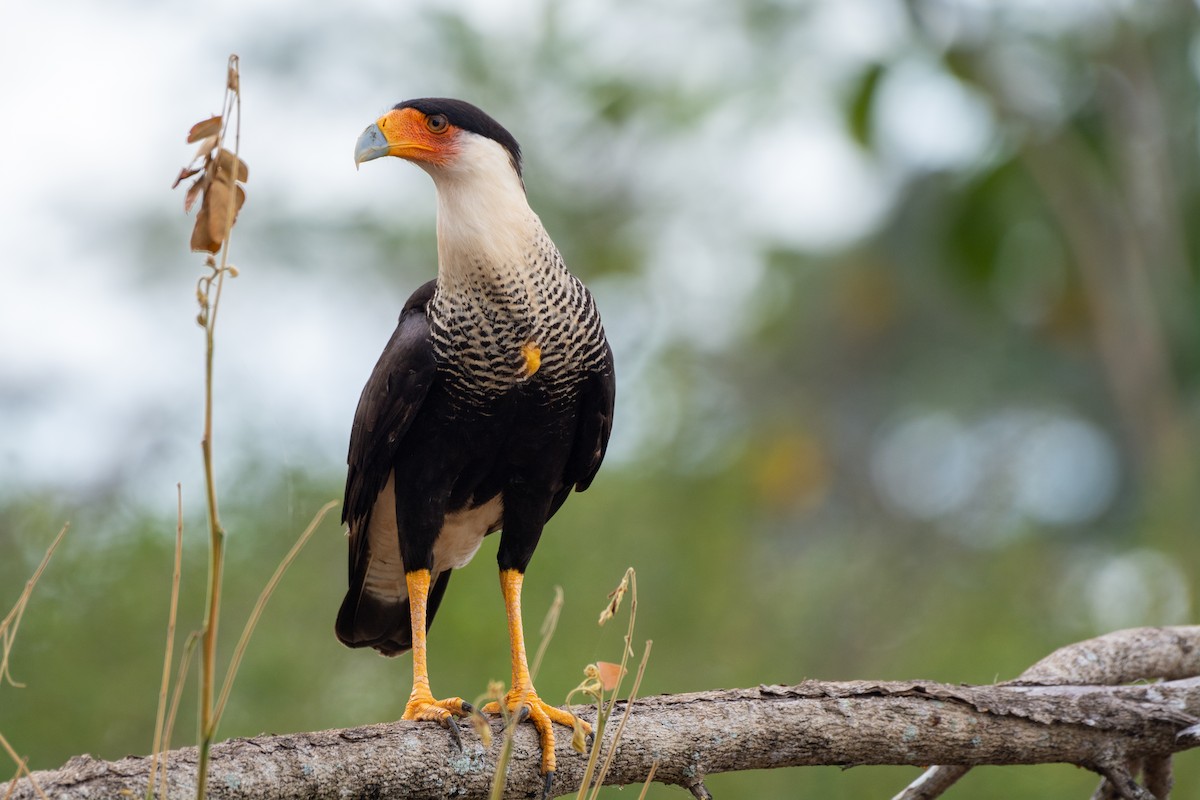 Crested Caracara (Northern) - Joshua Brown