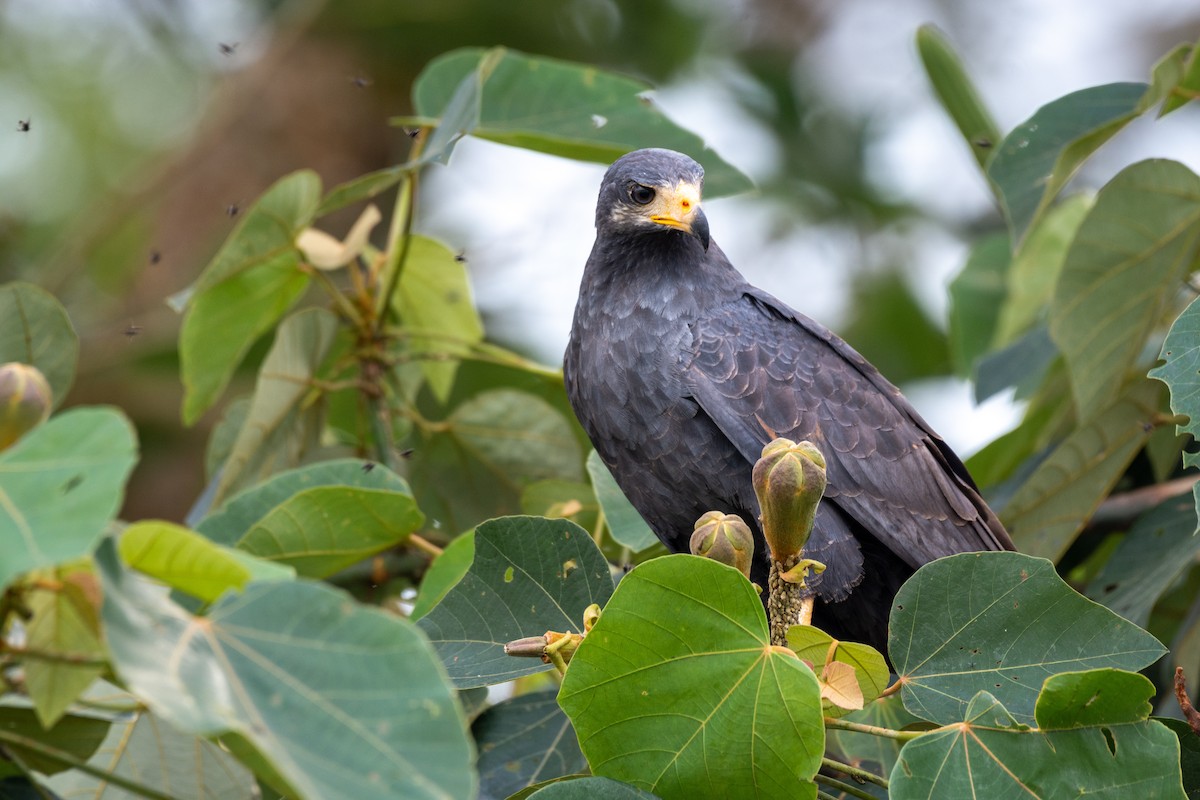 Common Black Hawk - ML225664651