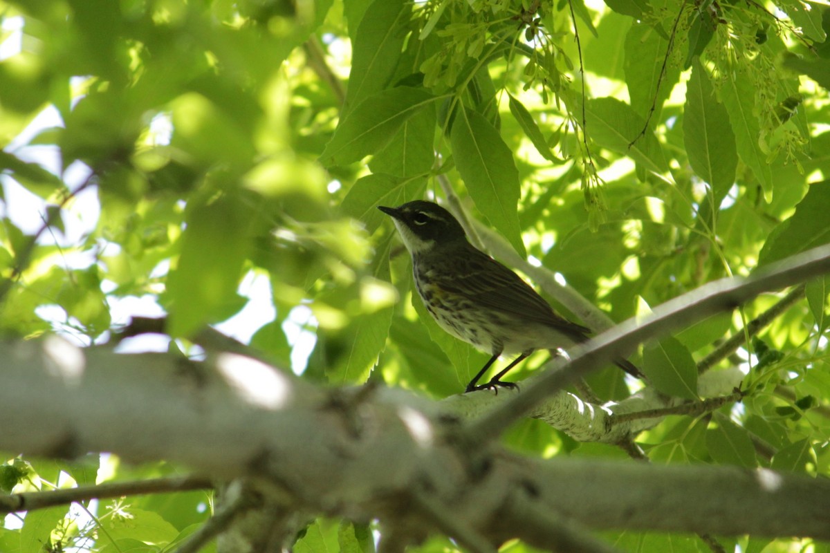 Yellow-rumped Warbler (Myrtle) - ML225665871