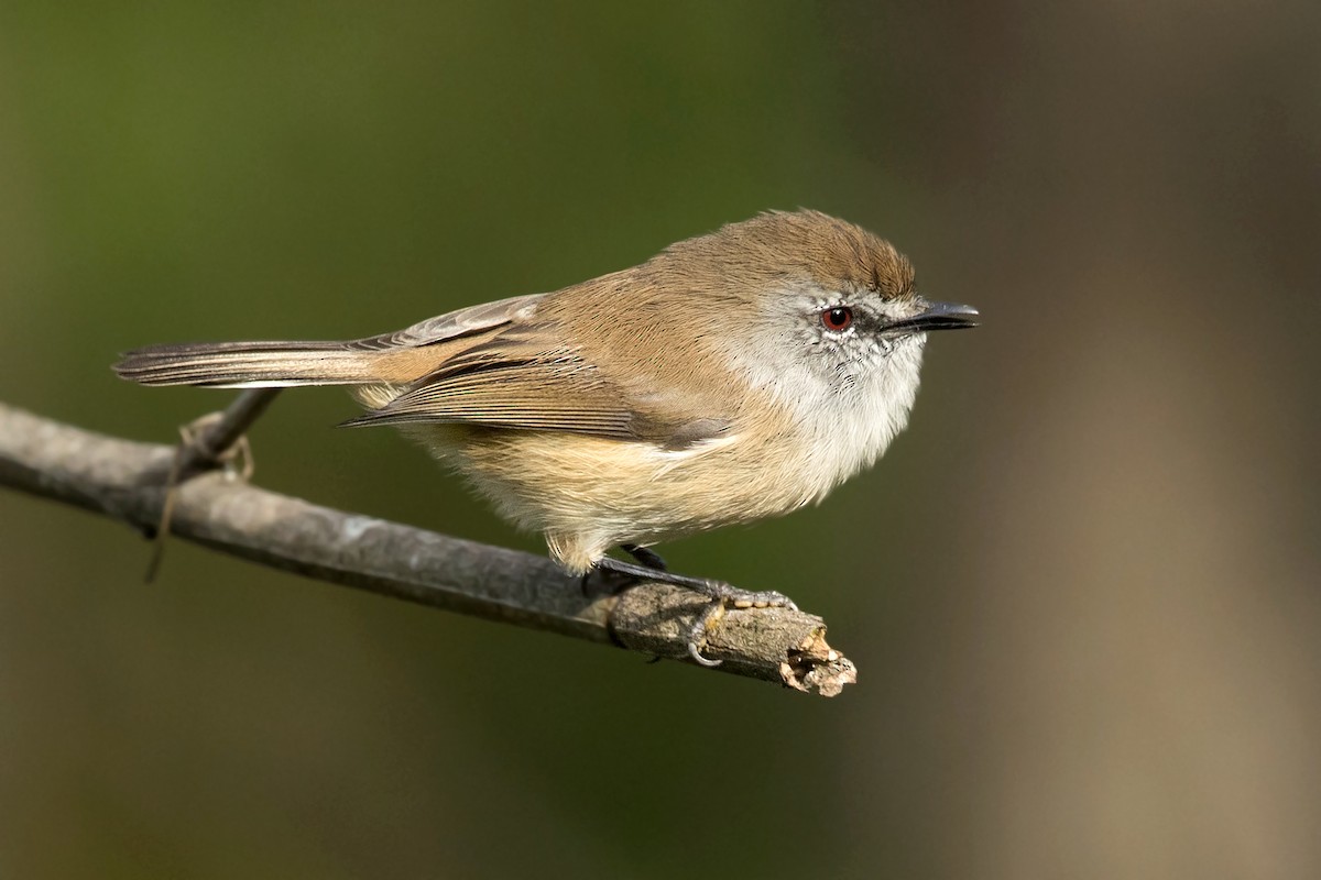 Brown Gerygone - ML225665971