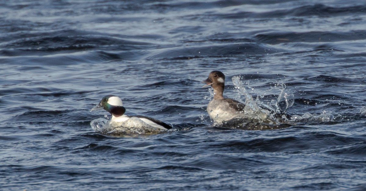 Bufflehead - ML225666011