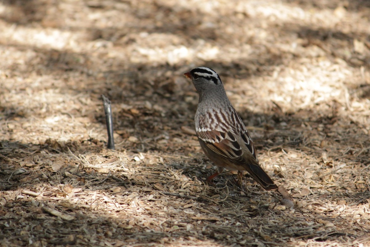 White-crowned Sparrow - ML225666361