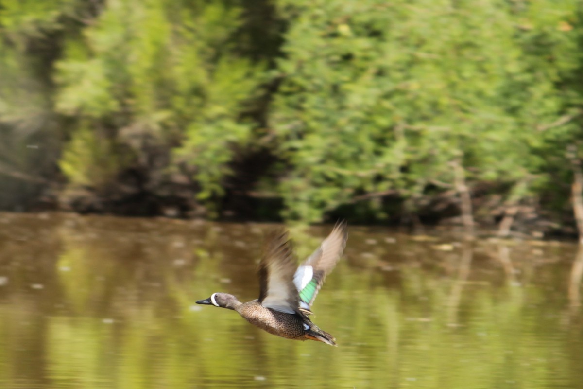 Blue-winged Teal - ML225666411