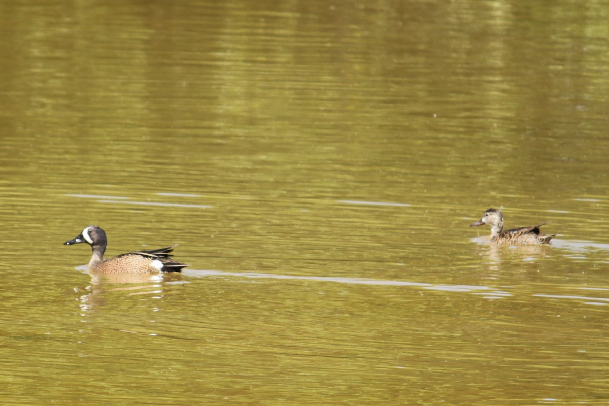 Blue-winged Teal - ML225666421