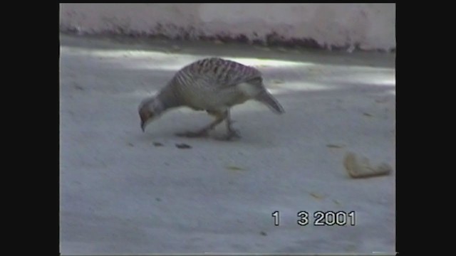 Gray Francolin - ML225667801