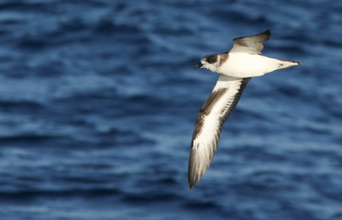 Bermuda Petrel - ML225669091