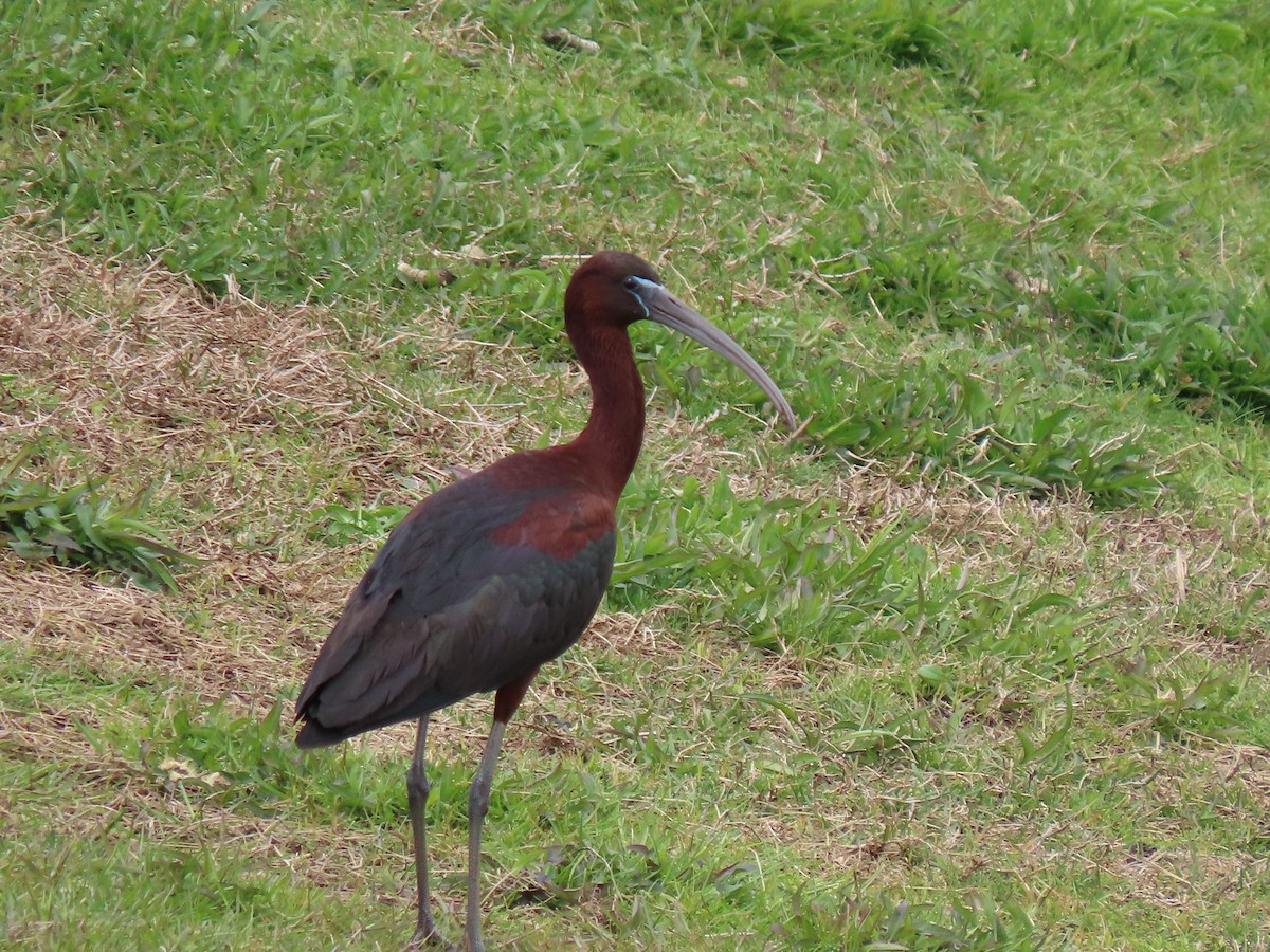 ibis hnědý - ML225670331