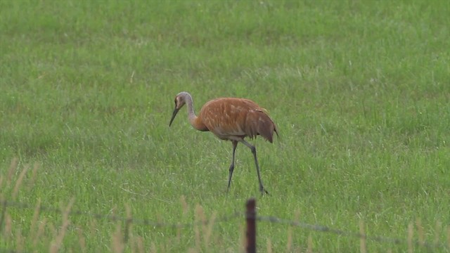 Sandhill Crane - ML225673471