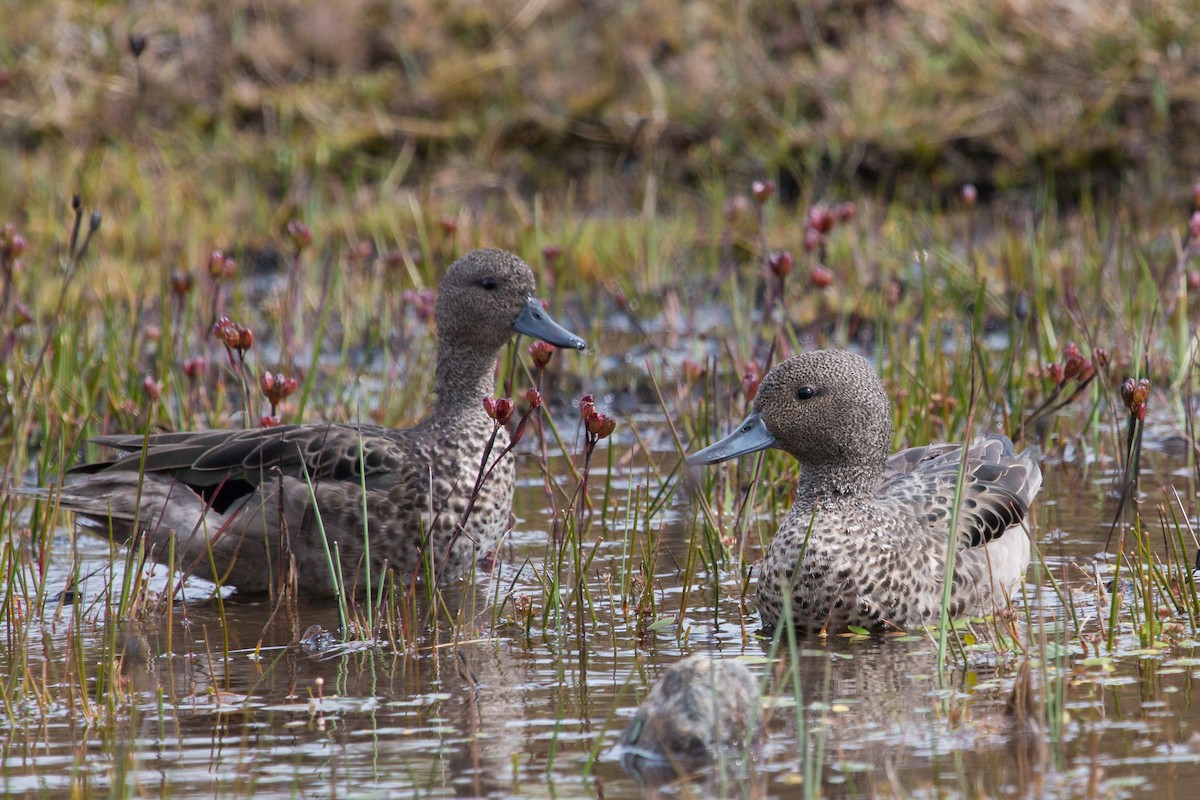 Andean Teal - ML225674291