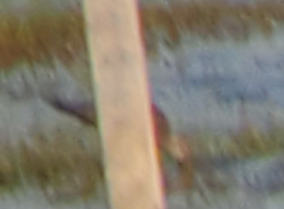 břehouš aljašský - ML225675571