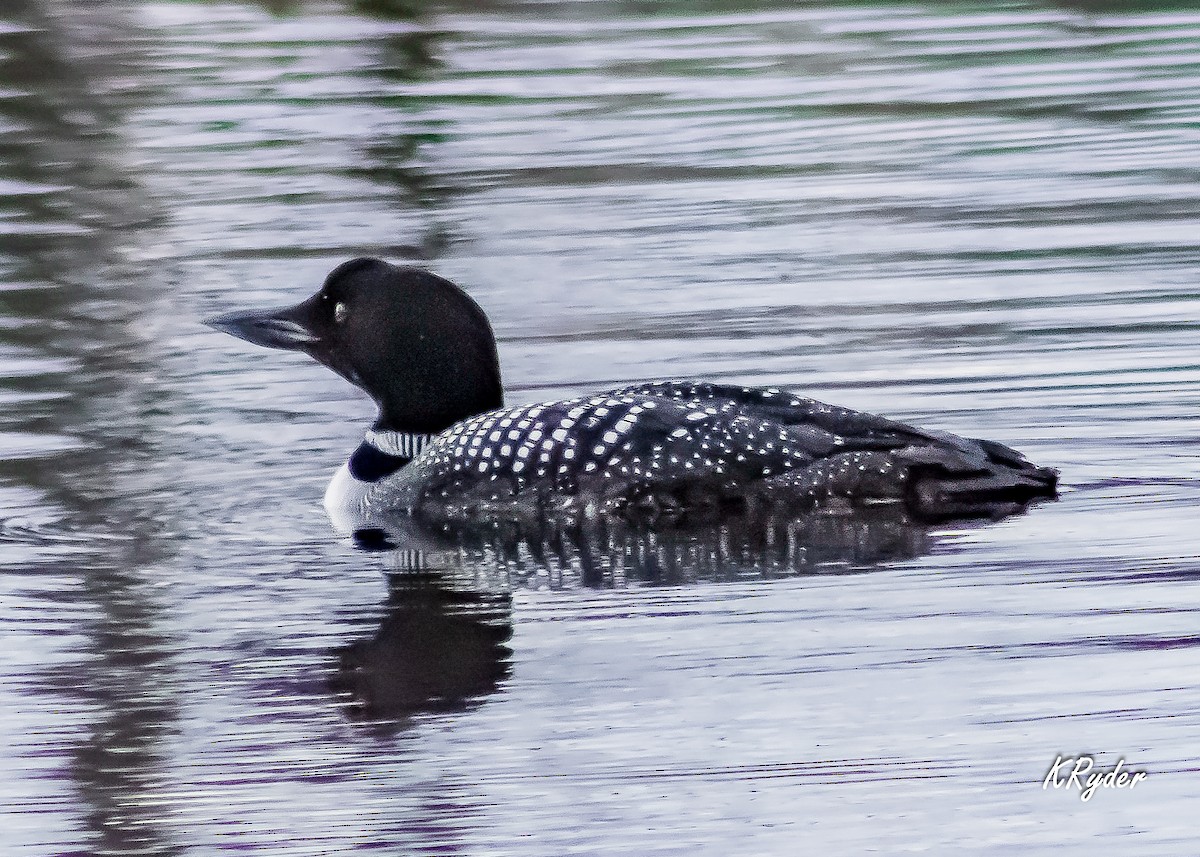 Plongeon huard - ML225676821