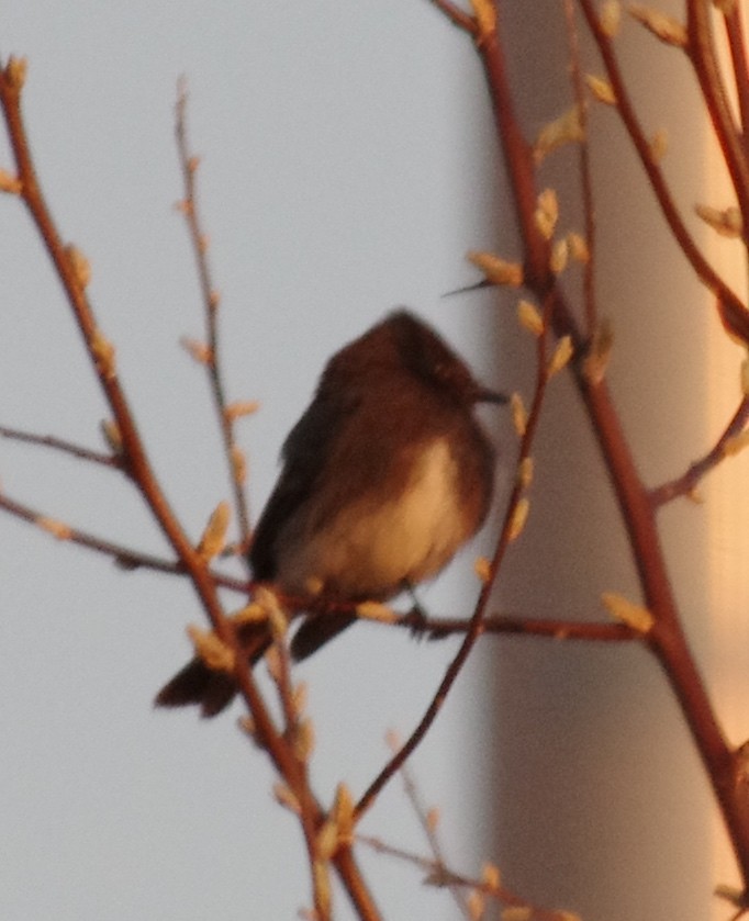 Black Phoebe - ML225677751