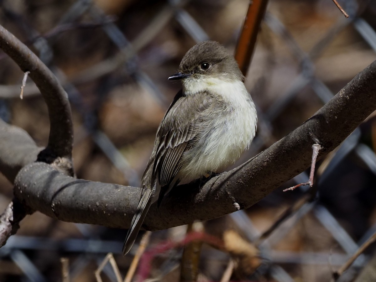 Eastern Phoebe - ML225680691