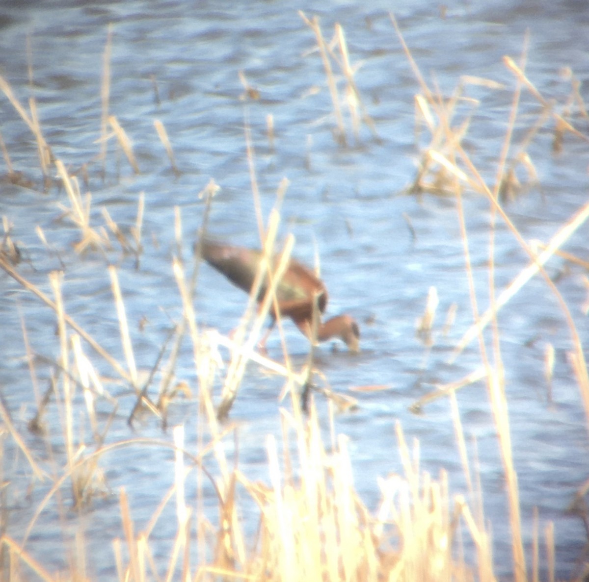 Glossy Ibis - Karen Viste-Sparkman