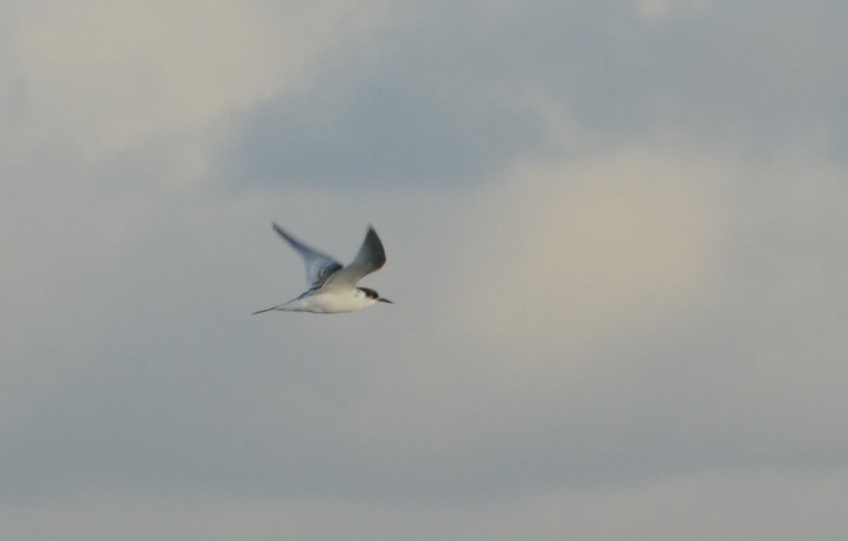 White-fronted Tern - ML225686911