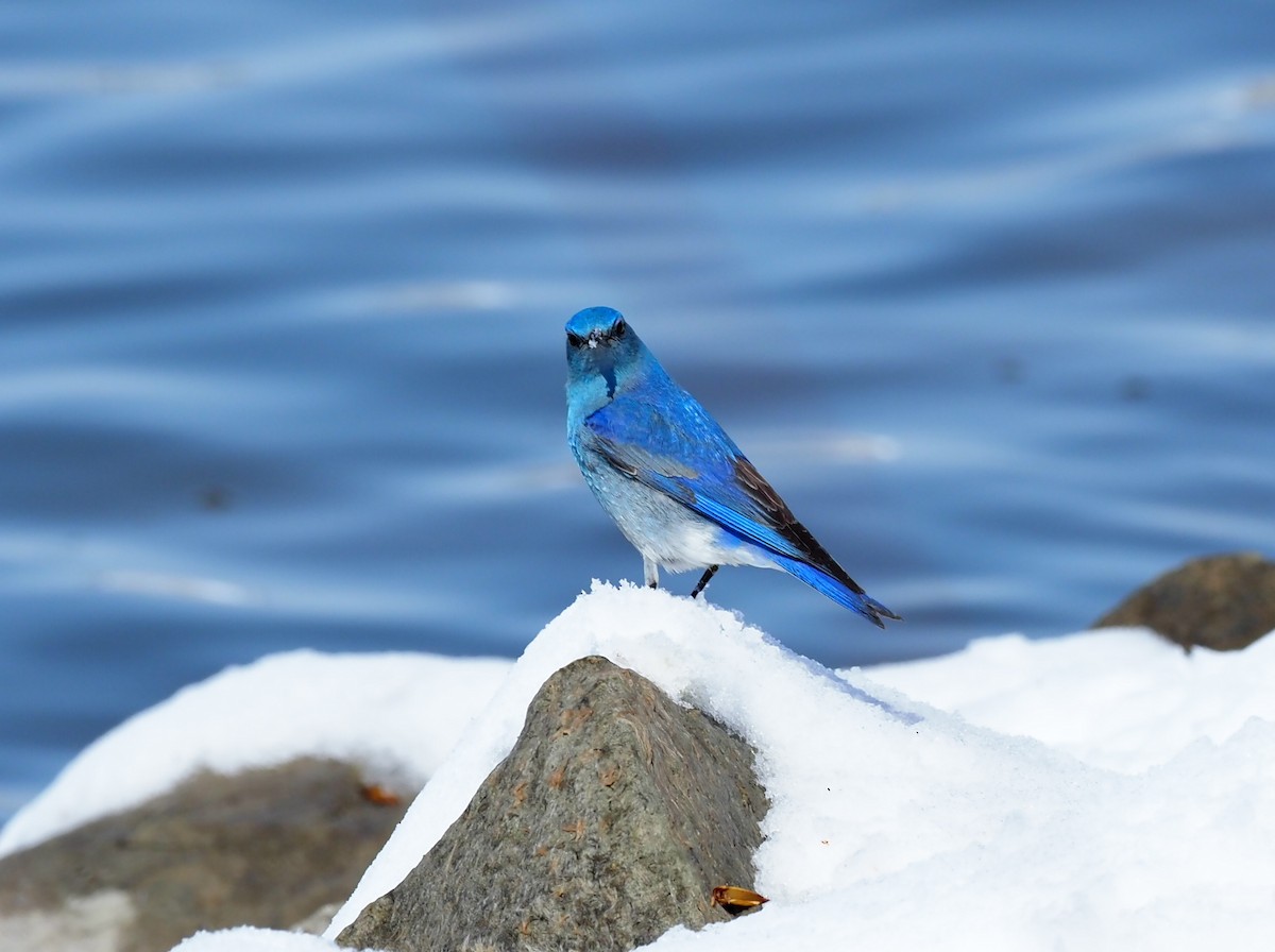 Mountain Bluebird - Todd Deininger