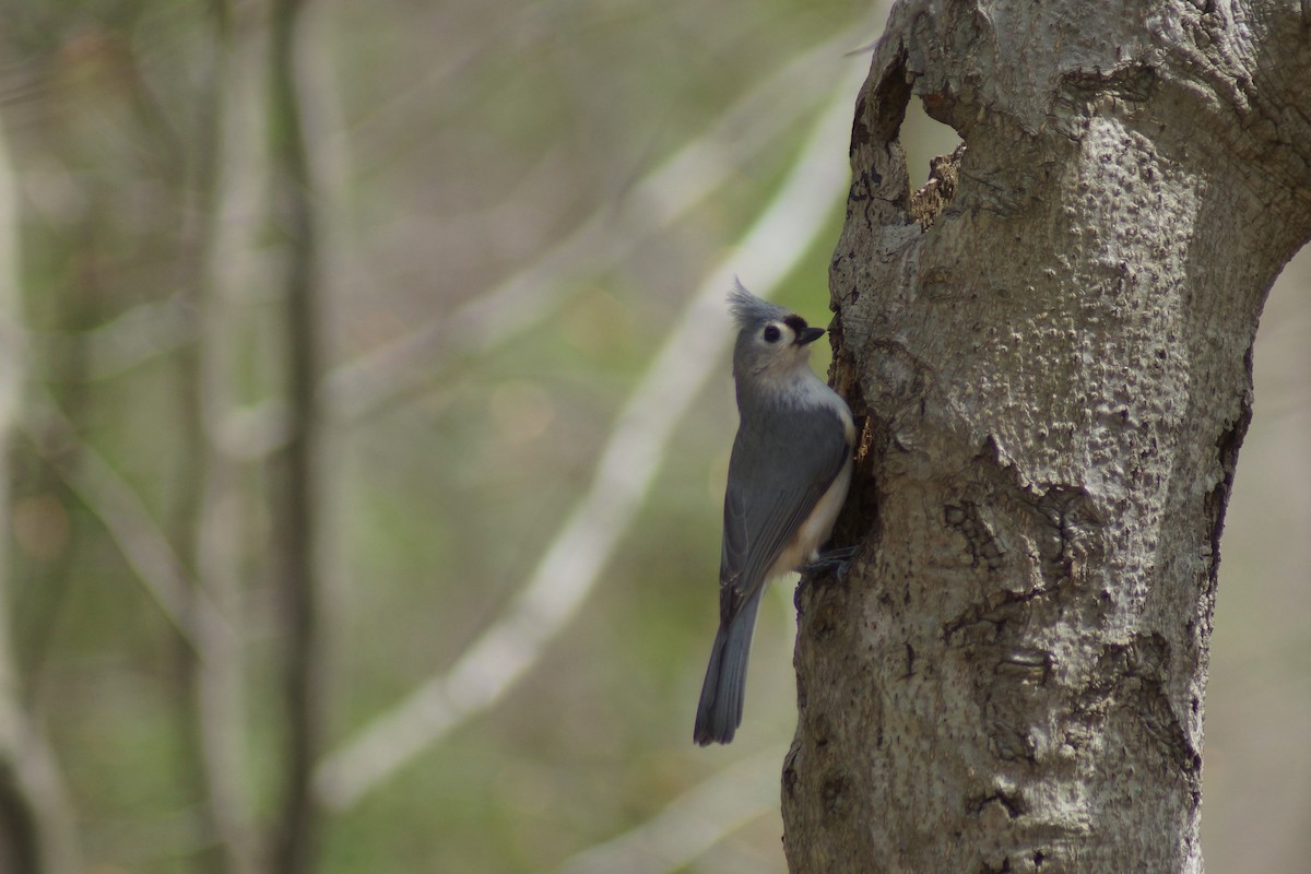 Tufted Titmouse - ML225688201