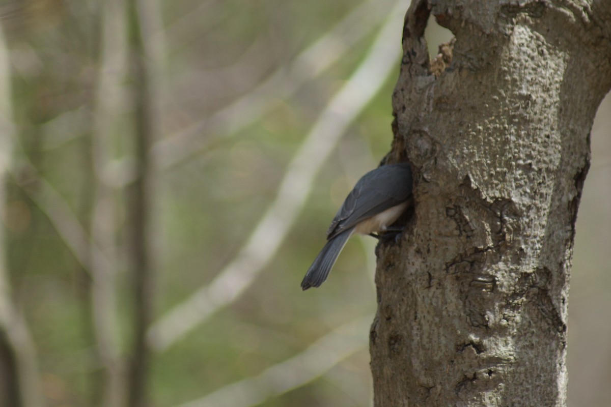 Tufted Titmouse - ML225688211