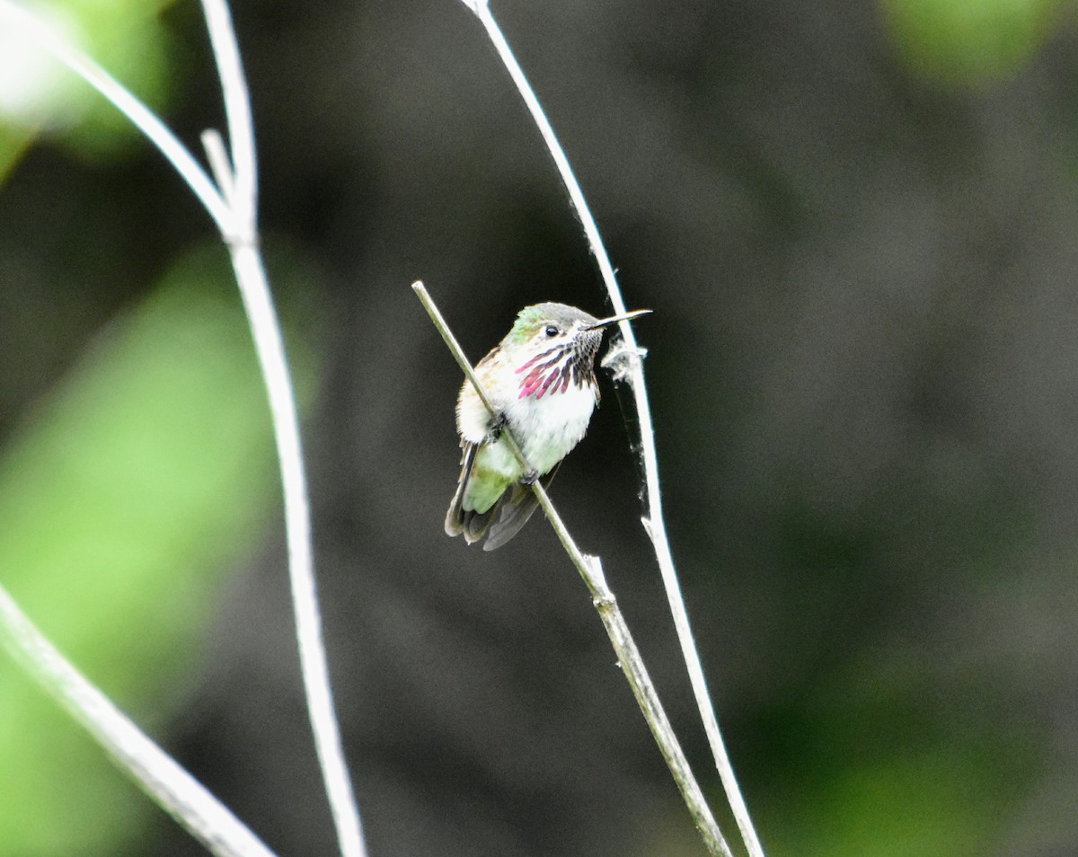 Calliope Hummingbird - James  Watts, Jr