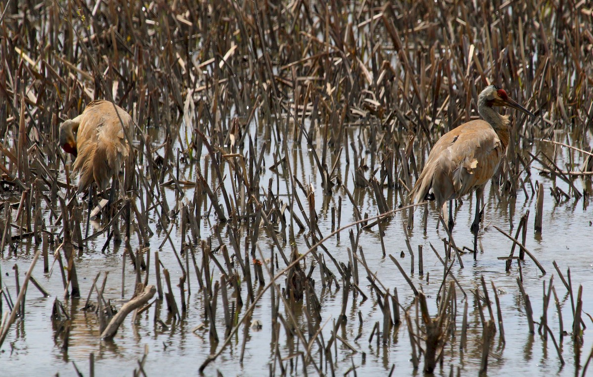 Sandhill Crane - ML225692691