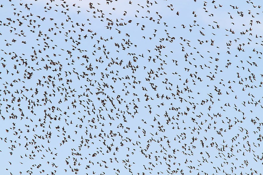 European Starling - ML22569281