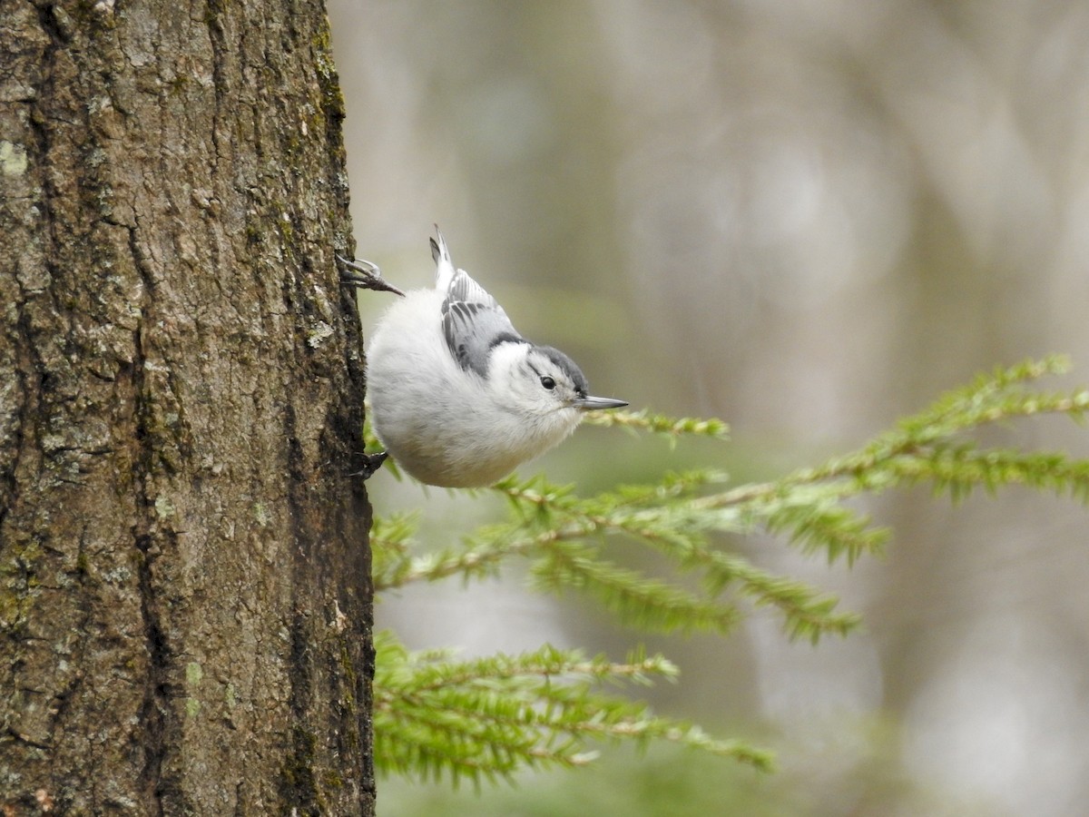 White-breasted Nuthatch - Cory Elowe