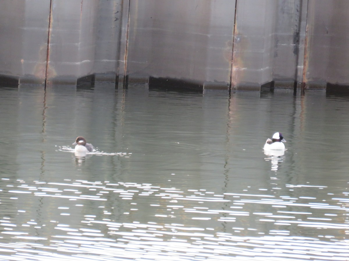 Bufflehead - ML225696191