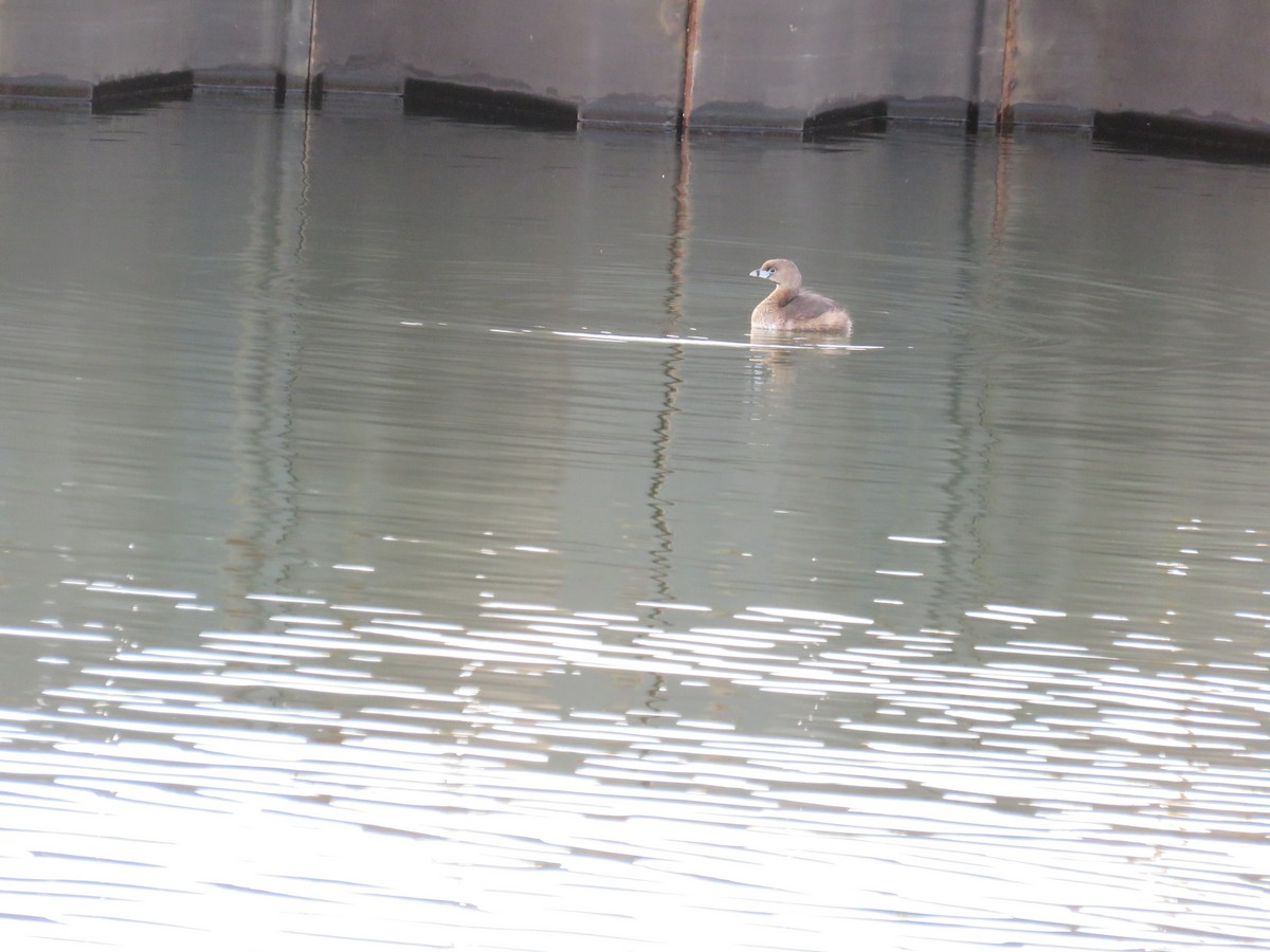 Pied-billed Grebe - ML225696391