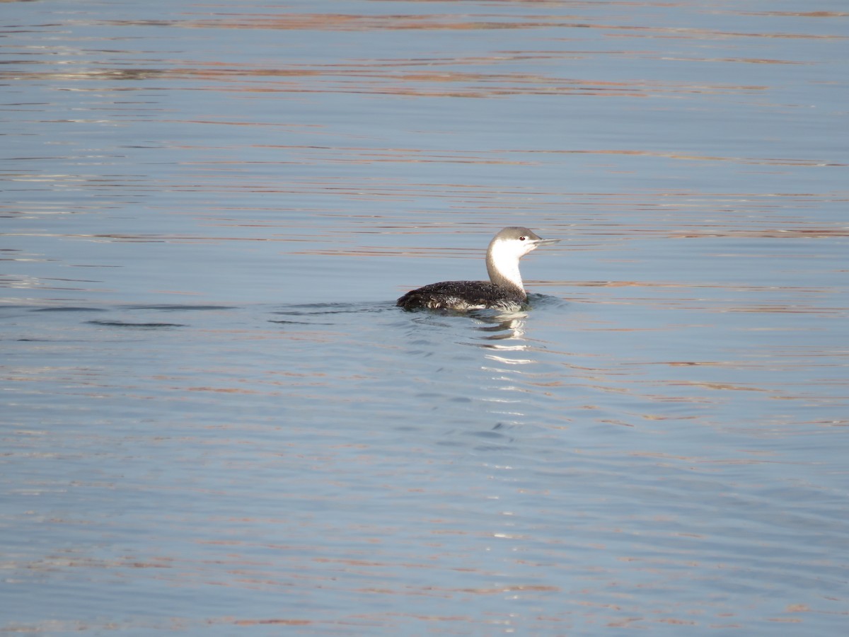 Red-throated Loon - ML225696591