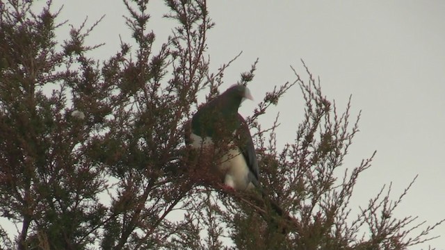 New Zealand Pigeon - ML225696841