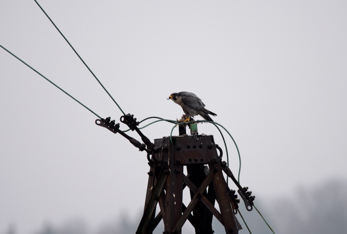 Peregrine Falcon - ML22569701