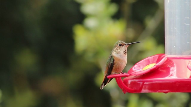 Rufous/Allen's Hummingbird - ML225697361
