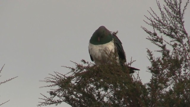 New Zealand Pigeon - ML225697421